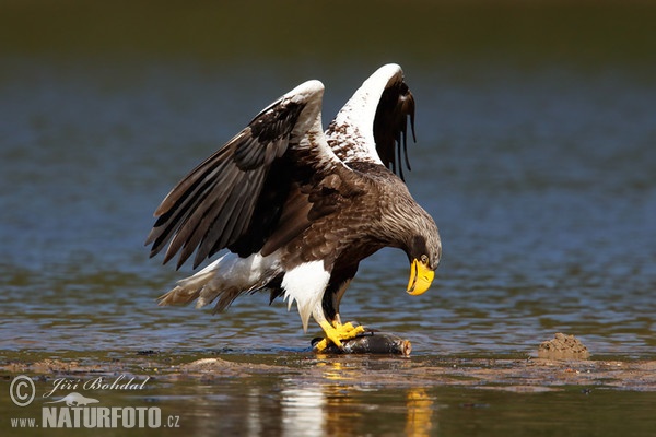 Aquila di mare di Steller