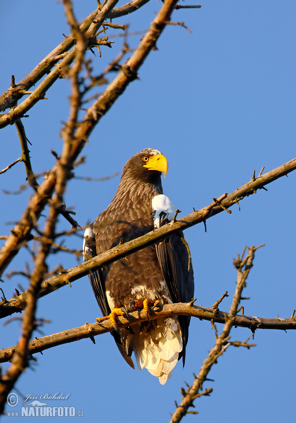 Aquila di mare di Steller