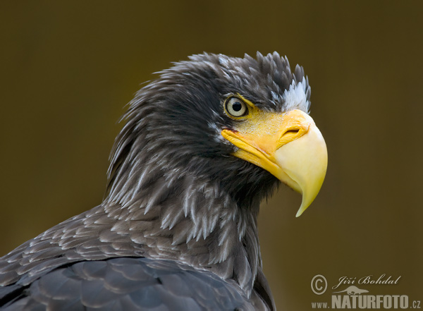 Aquila di mare di Steller