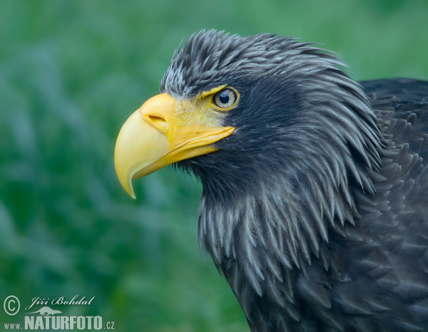 Aquila di mare di Steller