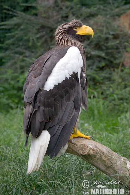 Aquila di mare di Steller