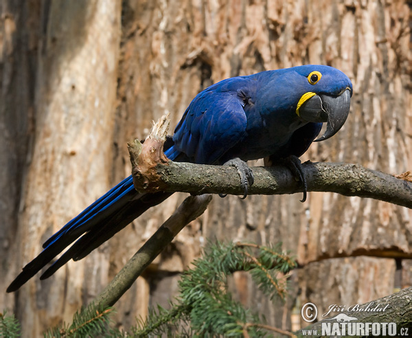 Arara-azul-grande