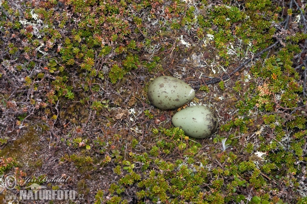 Arctic Skua (Stercorarius parasiticus)