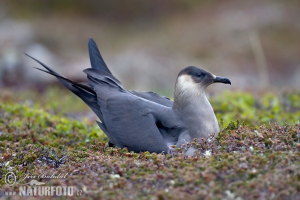 Arctic Skua (Stercorarius parasiticus)