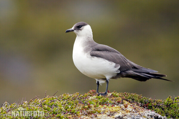 Arctic Skua (Stercorarius parasiticus)