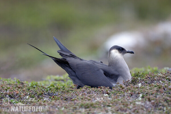 Arctic Skua (Stercorarius parasiticus)