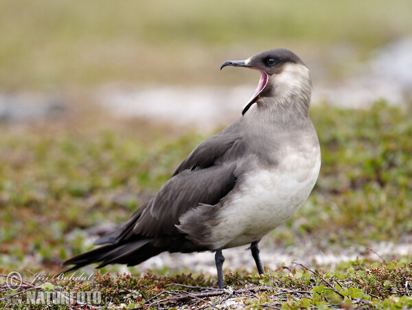 Arctic Skua (Stercorarius parasiticus)