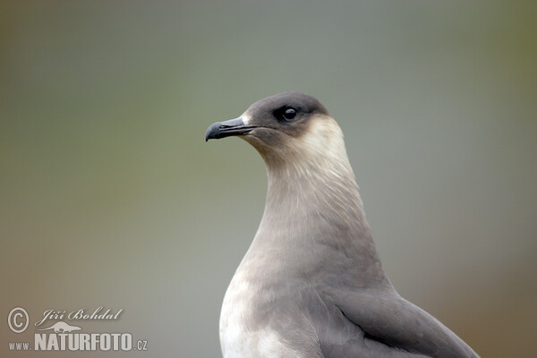 Arctic Skua (Stercorarius parasiticus)