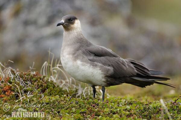 Arctic Skua (Stercorarius parasiticus)