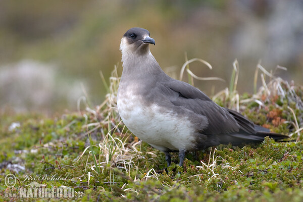 Arctic Skua (Stercorarius parasiticus)