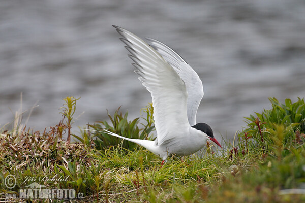 Arctic tern (Sterna paradisaea)