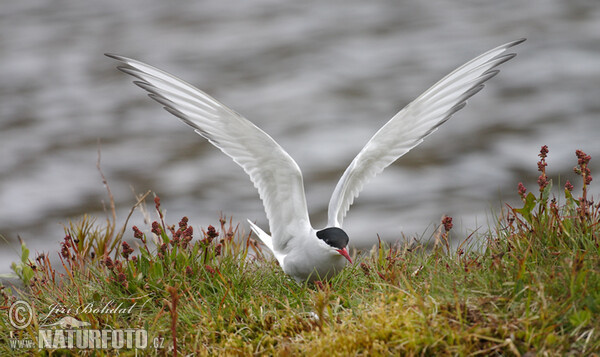 Arctic tern (Sterna paradisaea)