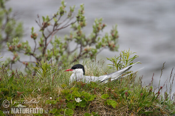 Arctic tern (Sterna paradisaea)