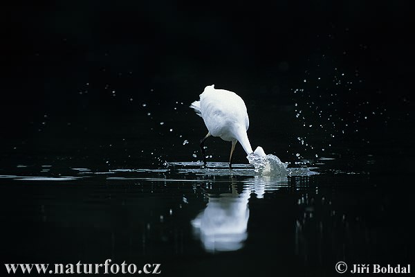 Ardea alba