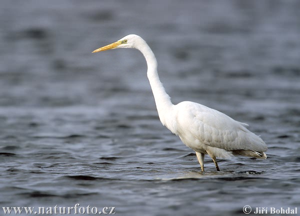 Ardea alba