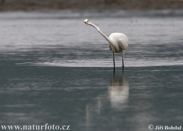 Ardea alba
