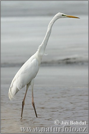 Ardea alba