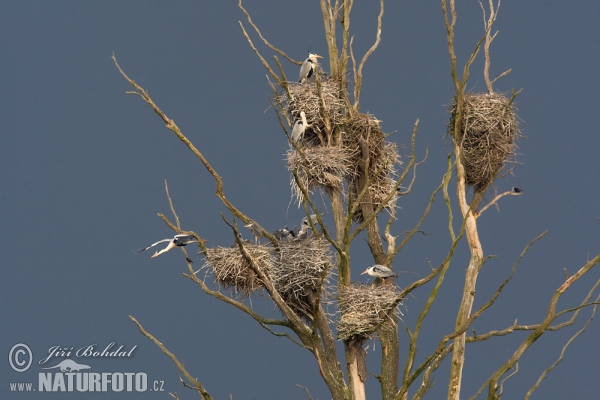 Ardea cinerea