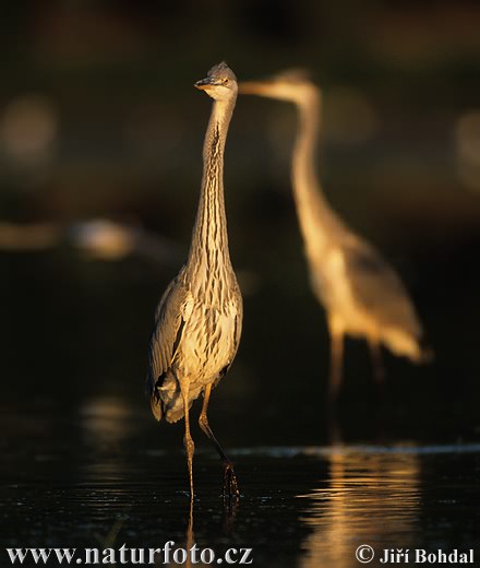 Ardea cinerea