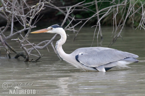 Ardea cinerea