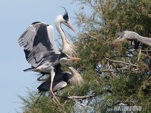 Ardea cinerea