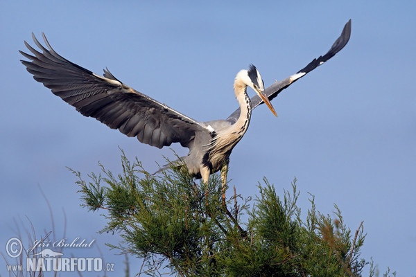 Ardea cinerea