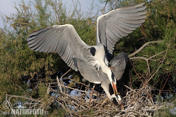 Ardea cinerea