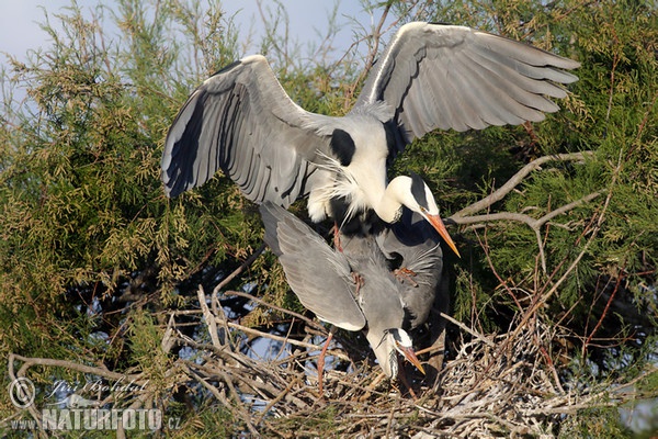 Ardea cinerea