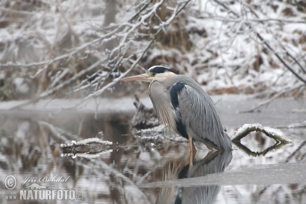 Ardea cinerea