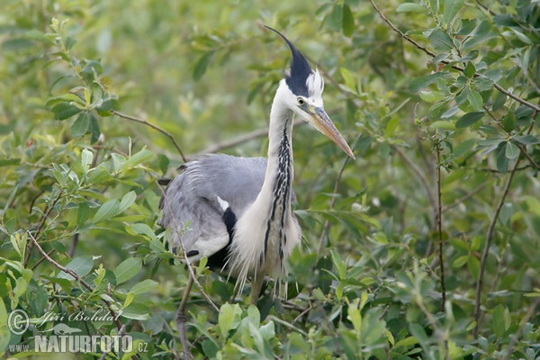 Ardea cinerea