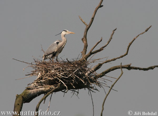 Ardea cinerea