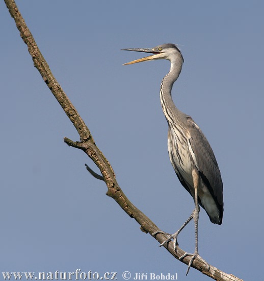Ardea cinerea