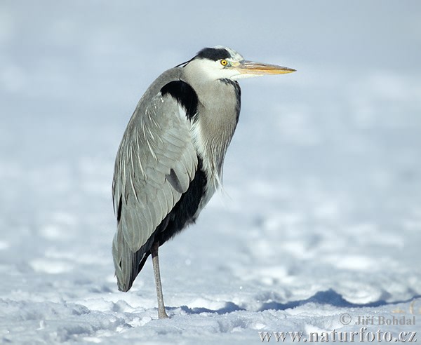 Ardea cinerea