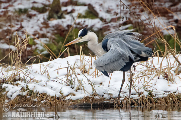 Ardea cinerea