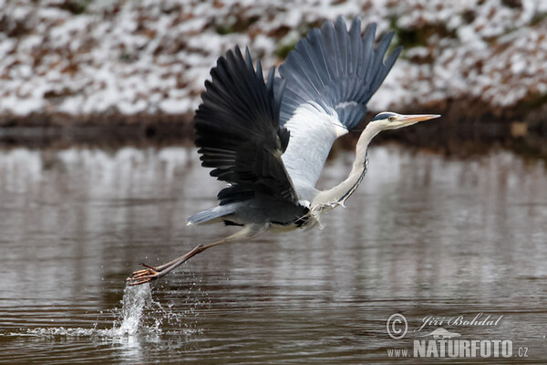 Ardea cinerea