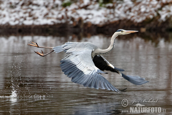 Ardea cinerea