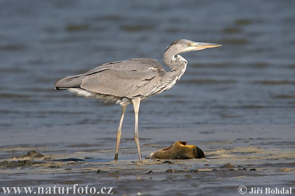 Ardea cinerea