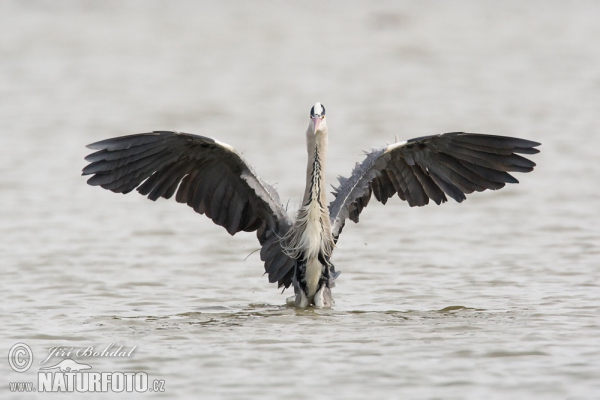 Ardea cinerea