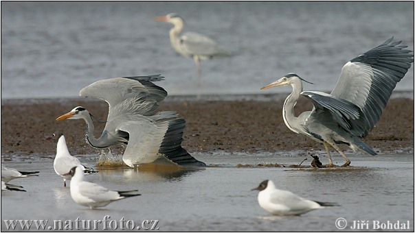 Ardea cinerea