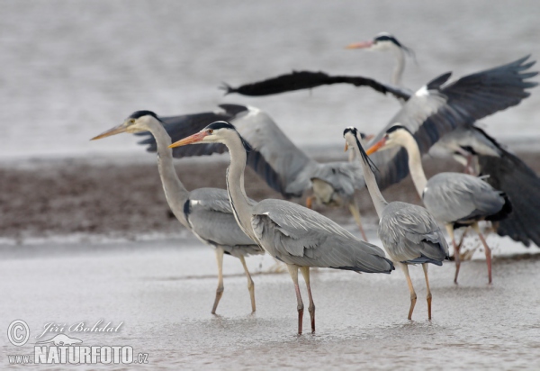 Ardea cinerea