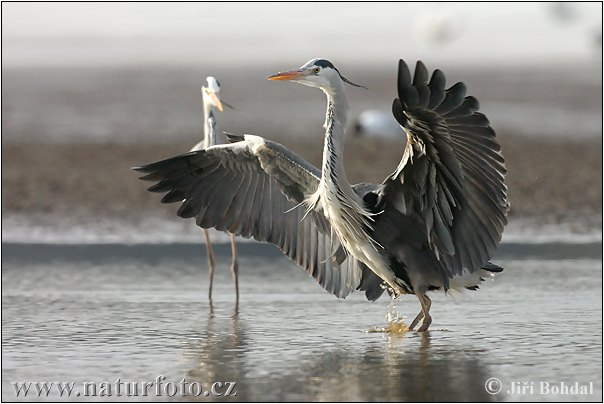 Ardea cinerea