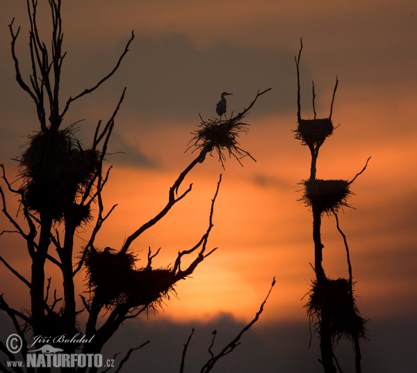 Ardea cinerea