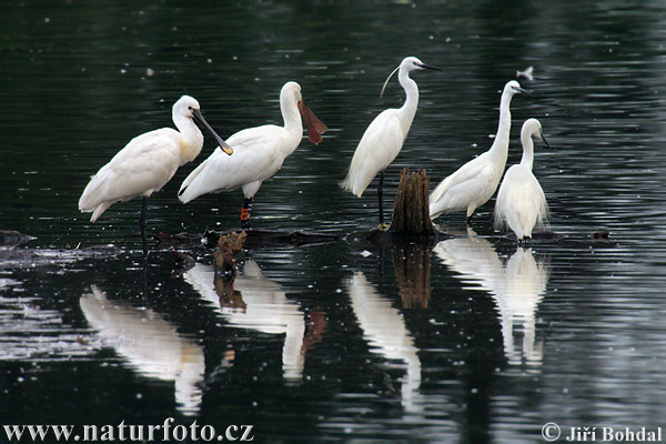 Ardea garzetta