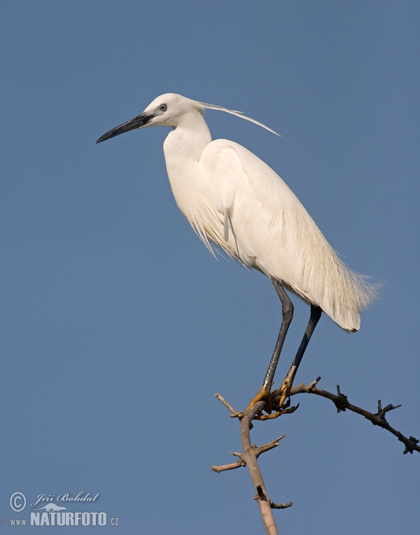 Ardea garzetta