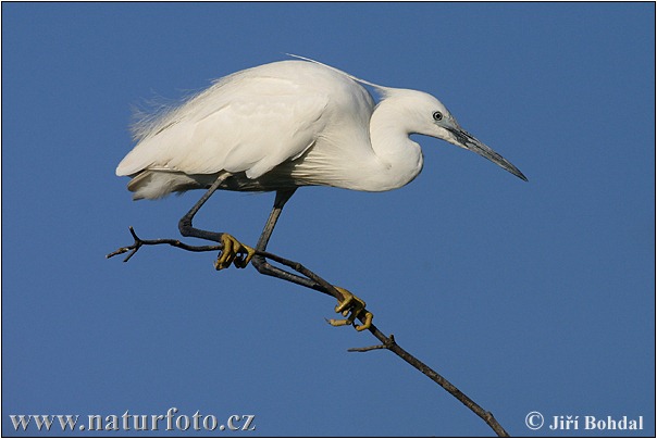 Ardea garzetta