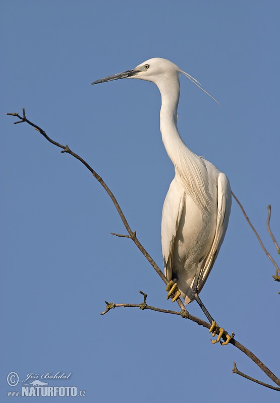 Ardea garzetta