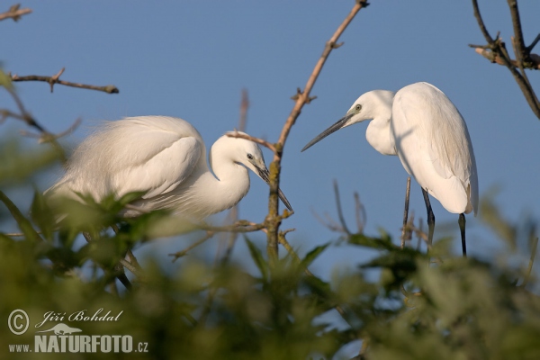 Ardea garzetta