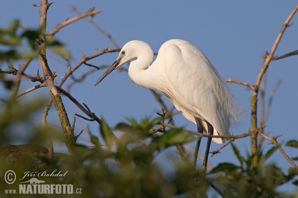 Ardea garzetta