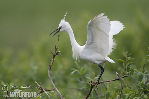 Ardea garzetta