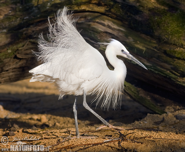 Ardea garzetta